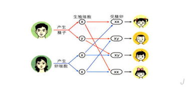 一般生男生女是什么决定的