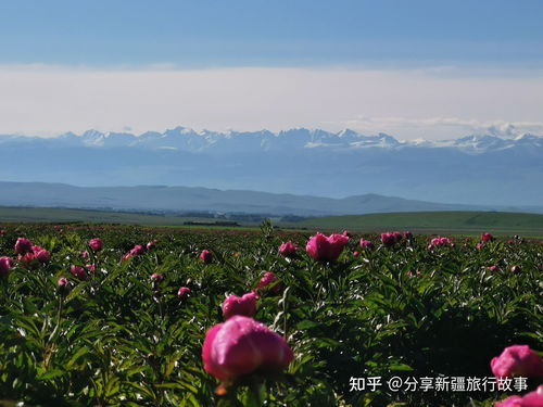 去新疆什麽月份去旅游合适