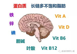 婴儿期的大脑发育很重要吗