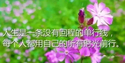 关于落花的伤感文案