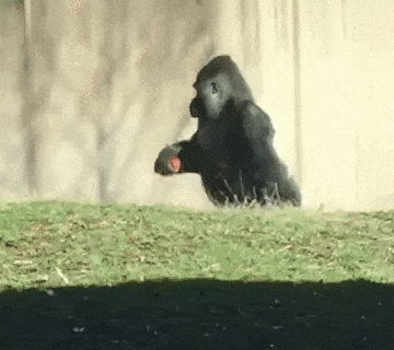 七颗猩猩结婚了吗