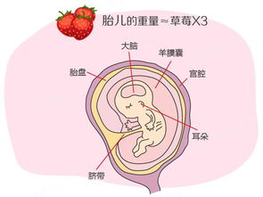 孕12周能听到胎心吗?