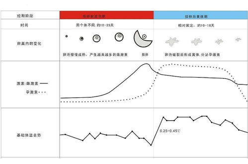 排卵期一共有几天啊