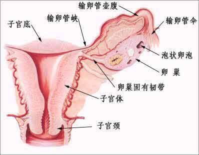 输卵管和不孕症有什么关系