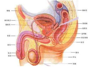 男人前列腺炎饮食方面注意什么