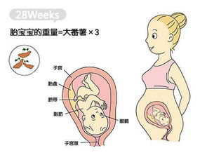 怀孕胎儿大概在哪个部位