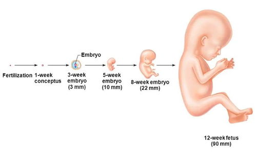 从受精到看见孕囊最早多少天