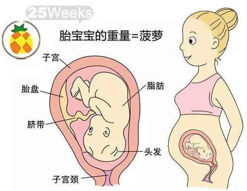 胎儿的发育过程图片欣赏