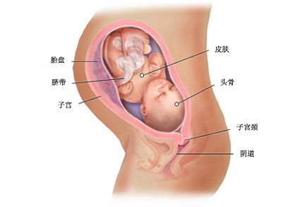 怀孕33周注意事项有哪些呢