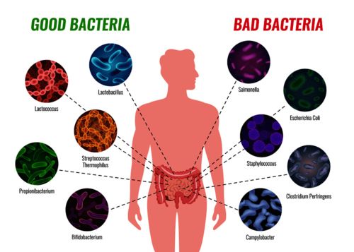 生物钟对什么的影响是非常大的