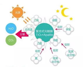 生物钟对什么的影响是非常大的