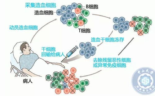 生物钟对什么的影响是非常大的