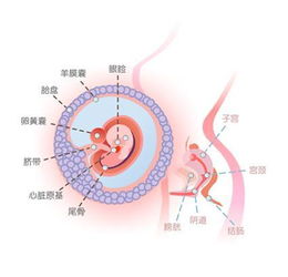 怀孕期间吃什么会使孩子眼睛大