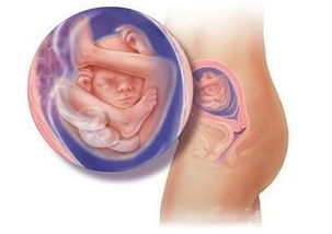 怀孕中期的胎儿发育情况如何