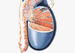 什么原因会引起输精管堵塞呢