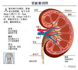 B超图说膀胱可宣示是男孩吗?说什么男女平等的浅开,只要答案