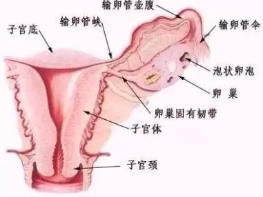 输卵管造影检查后的注意事项有哪些