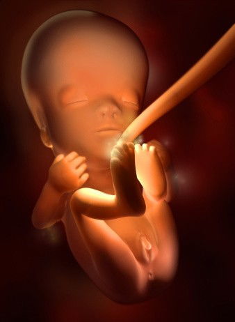 孕妇营养不良会不会造成胎儿畸形呢