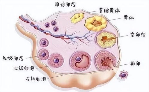 卵泡期出血是什么原因造成的