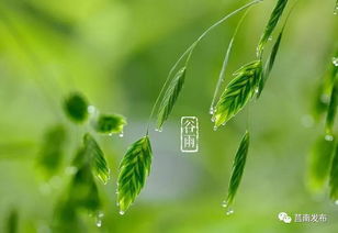 春雨惊春清谷天 夏满芒夏暑相连什么意思