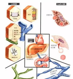 碱性磷酸酶偏高