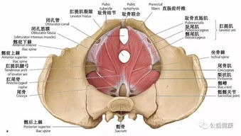 宫腔镜什么时间做最佳？