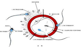 fsh高会导致月经量少吗