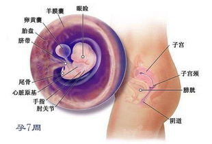 预产期到了胎儿偏小三周，会是畸形么