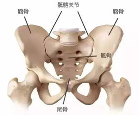 怎么测量盆骨啊