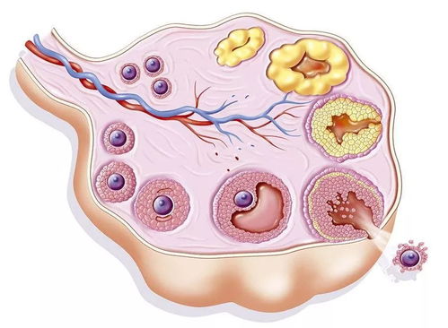 卵泡正常吗？能排卵吗