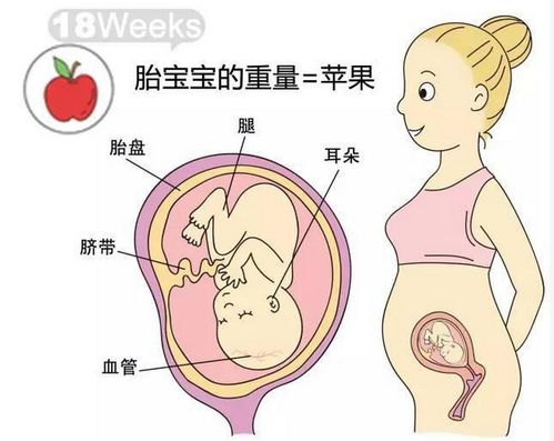 怀孕23周的时候去医院做四维可以吗？