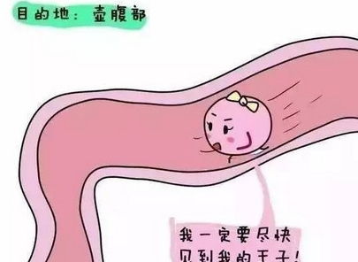 做宫腔镜后多久可以怀孕