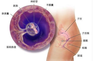 刚怀孕身体有什么变化呢?