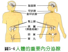 怀孕会出现哪些症状