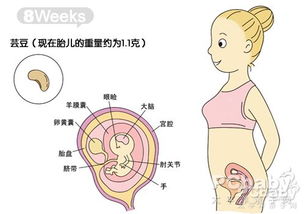 怀孕8周胎儿有多大图片