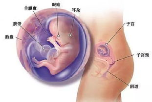 怀孕12周吃什么药可以胎停