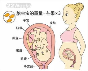 怀孕第8周胎儿发育图