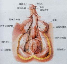 前列腺增生疾病相关知识