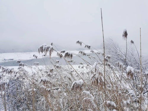 景物描写的精彩片段 雪景