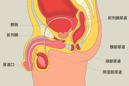 男人应该怎么保护前列腺?