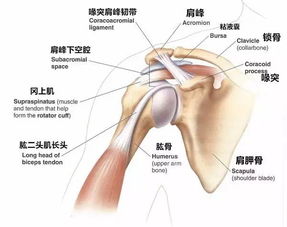 睾丸素可以增大吗