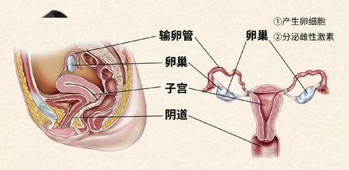 睾丸可以移植到女性体内吗