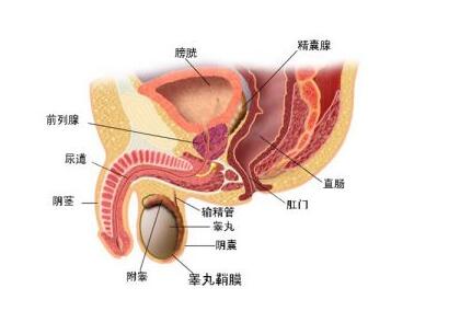 男人经常阴囊潮湿是怎么回事