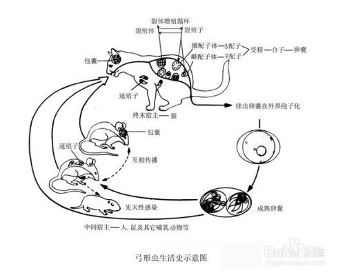 孕妇得了弓形虫的表现的图片