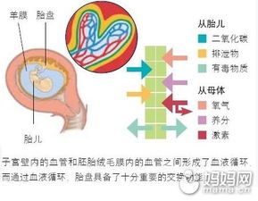 孕16周胎盘厚度多少正常值