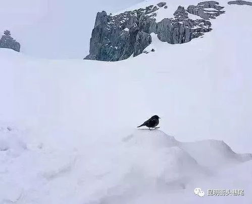 降温下雪的文案