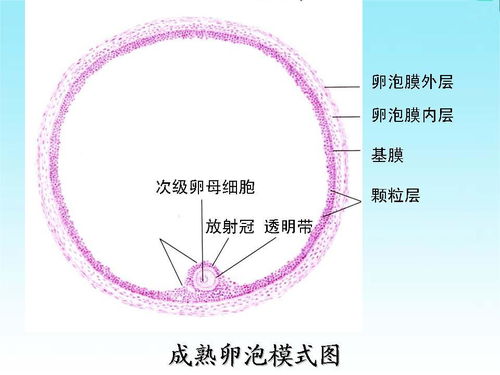 黄体囊肿会影响月经吗?