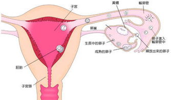 同房后排卵期出血会怀孕吗