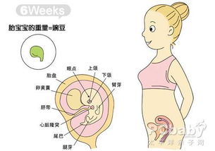 怀孕一个月胎儿b超图