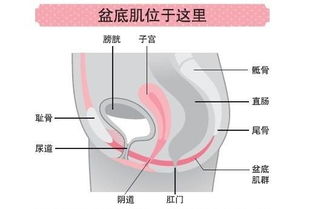 盆底肌训练仪到底是怎么的呢